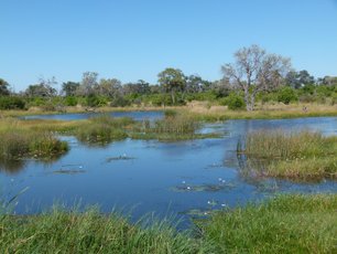 Botswana Moremi
