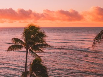 Palme am Meer bei Sonnenuntergang