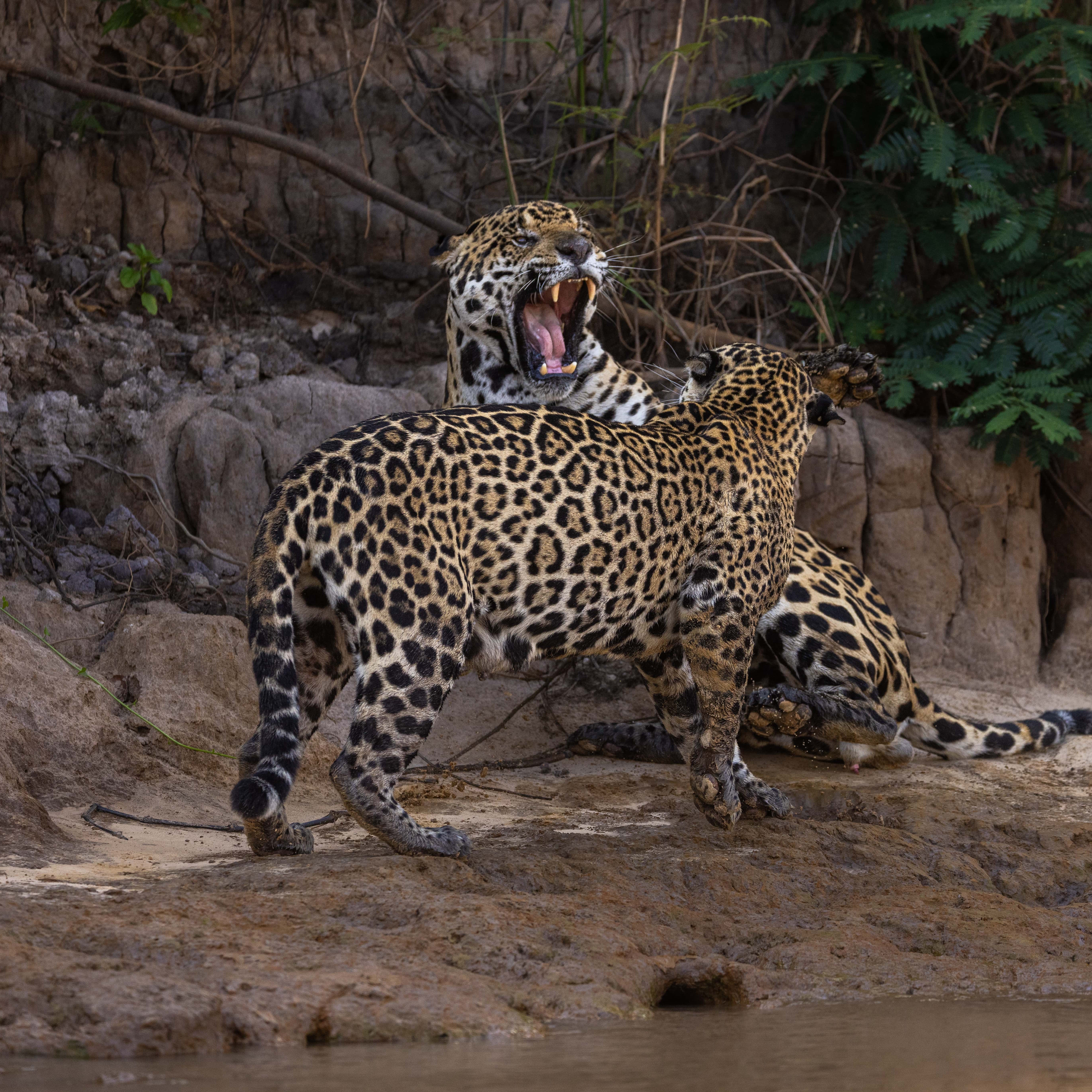 Jaguarpärchen kämpft