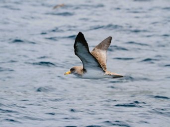 Sepiasturmtaucher im Flug über dem Meer