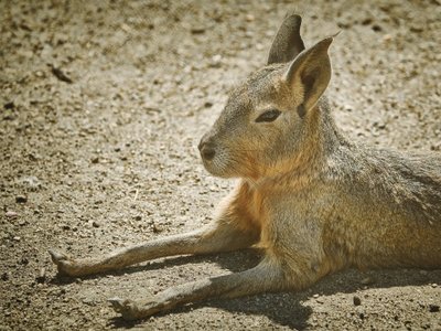 Andenfuchs in Wüste