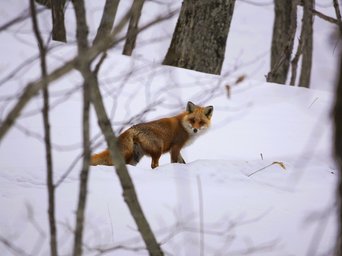 Fuchs im verschneiten Wald