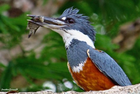 quetzal vogel - Vogel