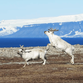 Spitzbergenren im Sprung