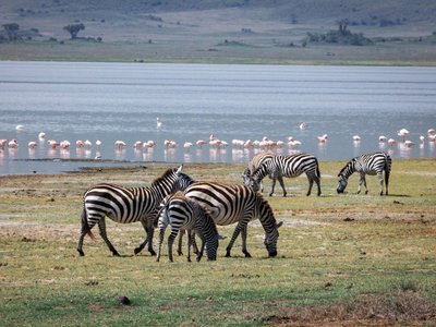 Zebras und Flamingos an einem See - Tansania Highlights