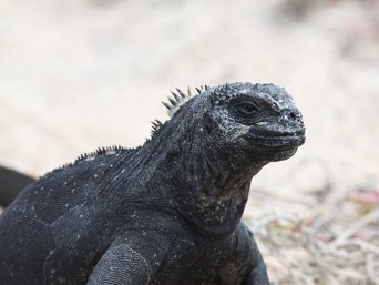 Meerechse in Galapagos