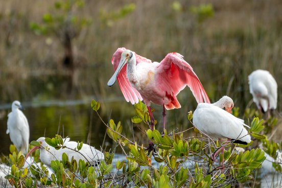 Rosalöffler mit ausgebreiteten Flügeln steht auf einem Ast über Wasser, umgeben von mehreren weißen Vögeln