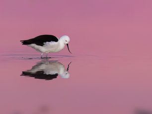 Schwarz-weißer Vogel in einem pinken See
