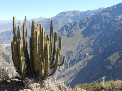 Peru und Galapagos Rundreise - Colca