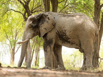 Nahaufnahme Elefant von der Seite