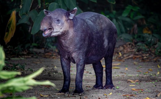 Tapir in Corcovado