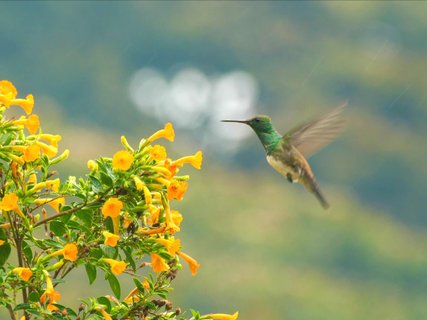 panama gruppenreise - Kolibri