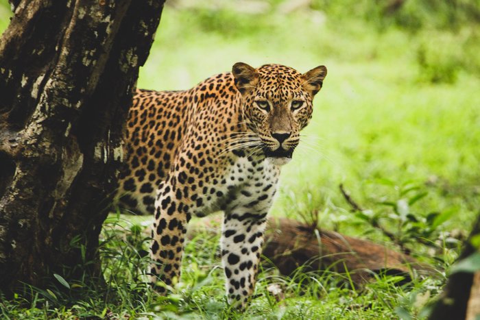 Ceylon Leopard schaut hinter einem Baum hervor