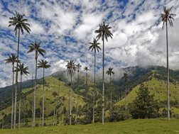 Hohe Palmen im Cocora Tal in Kolumbien.