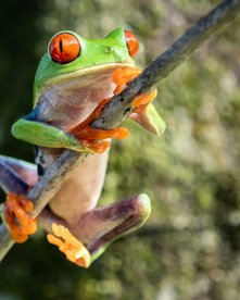 Rotaugenlaubfrosch an einem Ast in Costa Rica