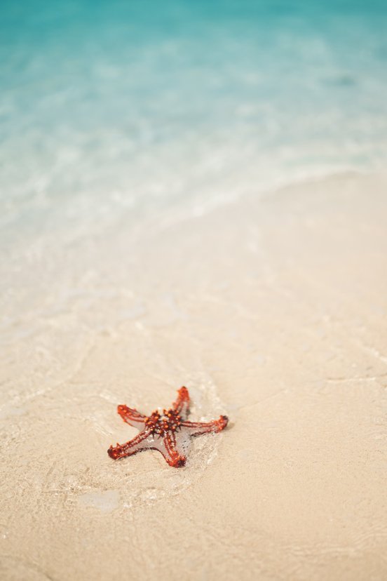 Seestern am Strand