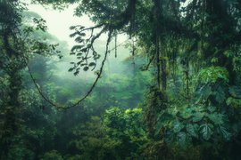 Mystischer Nebelwald
