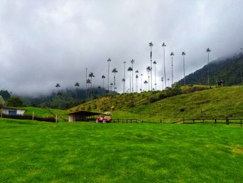 Kolumbien Sihcerheit - Anden, bewölt mit palmen im hintergrund