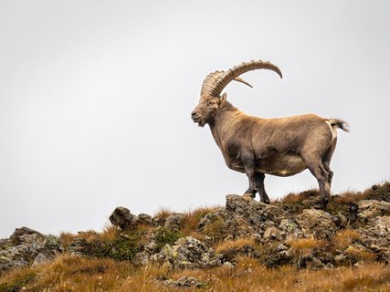 steinbock auf Steinen in Bergen mongolei rundreise 2 wochen