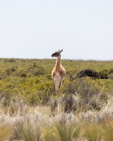 Einzelnes Guanako in einer Wiese