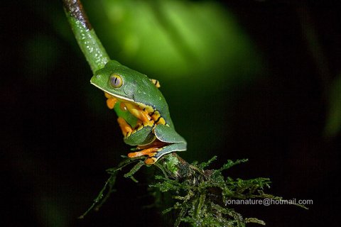 Costa Rica 21 Tage - Rotaugenlaubfrosch