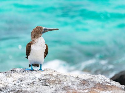 Blaufußtölpel auf Stein vor türkisblauem Wasser - Ecuador Highlights