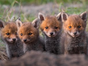 Fünf Fuchswelpen in einer Reihe