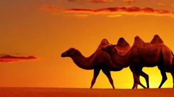 Gobi Wüste mit Kamelen zu Sonnenuntergang