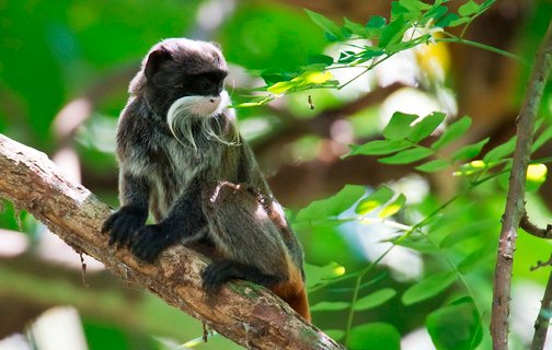 Manu Nationalpark - Affe auf Baum