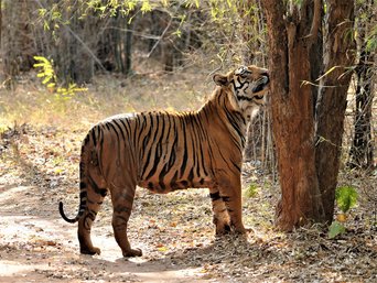 Tiger in Nepal