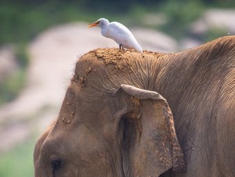 Elefant mit Kuhreiher