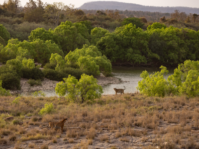 Indien Tigersafari