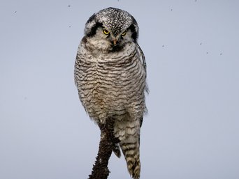 Sperbereule auf einem dünnen Ast