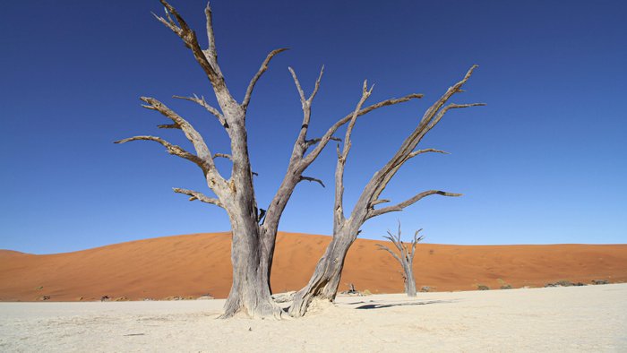 Abgestorbener Baum in der roten Wüste Namibias