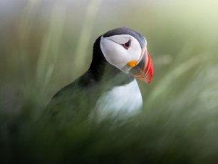 Papageitaucher im Gras