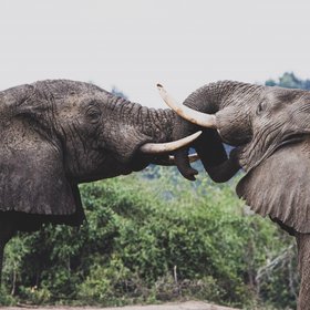 Zwei Elefanten kämpfen miteinander