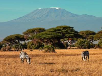amboseli nationalpark kenia afrika - sppitze des berges mit schneebedeckt davor zebras auf Land