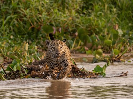 Jaguar auf Jagdt