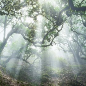 Verwunschener Wald, bei dem Lichtstrahlen durch alte Bäume fallen. 