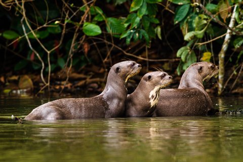 Manu Nationalpark - Gruppe von Ottern im Amazonas