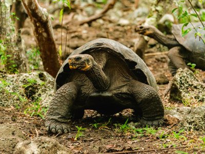 Galapagos Riesenschildkröte - Ecuador Highlights