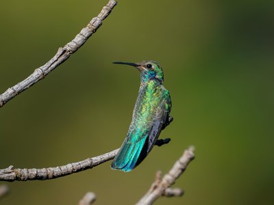 Hispaniola Smaragdkolibri auf Ast - Dominikanische Republik Highlights 