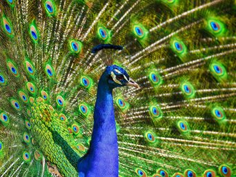 Pfau mit aufgeschlagenem Fächer