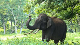 Ein wild lebender Elefant hebt seinen Rüssel