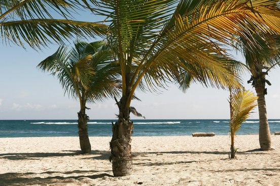Palmen am Strand