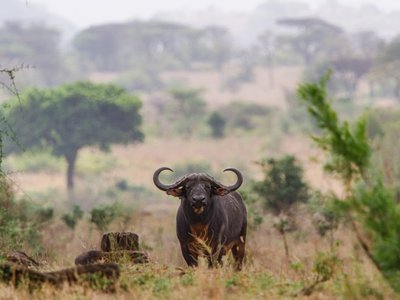 Kaffernbüffel schaut in die Kamera in afrikanischer Savanne - Uganda Highlights