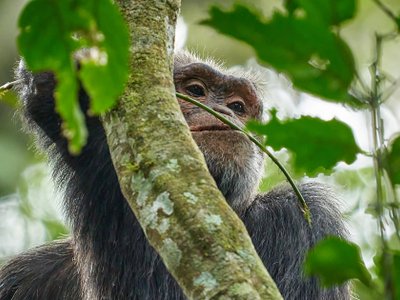 Nahaufnahme eines Schimpansen im Baum -Uganda Highlights