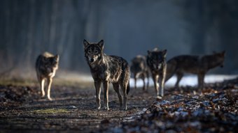 Ein Rudel Wölfe auf einem Waldweg