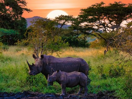 White Rhino in the bush South Africa