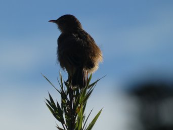Vogel auf Pflanze